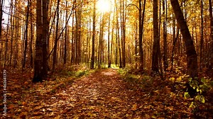 Yellow autumn trees in the park at sunrise. Sunlight through the trees. Pathway with fallen leaves between the trees. Leaves swaying in the light wind. Beautiful autumn nature landscape.