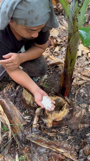 Way of Fertilizing Through the Old Stump Banana #fertilization #farming #shorts