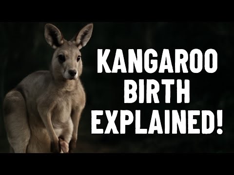 Discover How Kangaroos Give Birth! | Nature’s Most Unique Birth Process