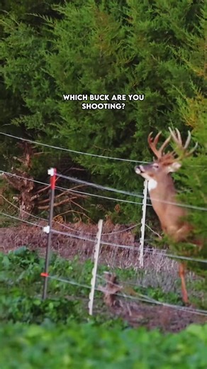 #fyp #viral #buck #whitetaildeer #hunting | whitetail deer