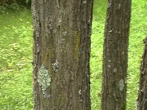 Black Locust identification video