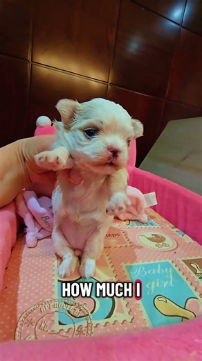 bichon Maltese Coreano mini toy micro Barcelona España Centro de cria #puppies #koreanmaltese
