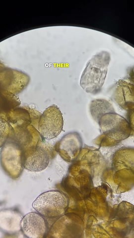 Life Beginning Under the Microscope: Rotifer Embryos in Motion