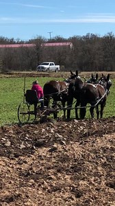 14K views · 35 reactions | Two molly mules on left will be in Ada Okl sale in April 12 with a 7 year old driving | Hutto Mule and Farming | Facebook