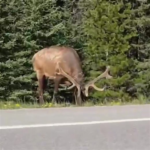 Velvet antler male elk in Banff 🦌 TodaysCanada 🎥 CanadianHikesAndNature | TodaysCanada