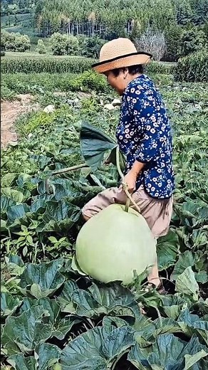 Large pumpkin harvesting process