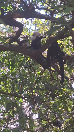 4 baby monkeys. There was a third we didnt know about, Sorpresa. Between ruby Kevin and the newest Noelle. | Lori Anne