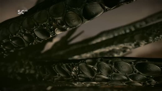 Discovery Science HD Italy 1080p Continuity 2012