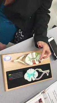 Cross-Section of the Spinal Cord Model