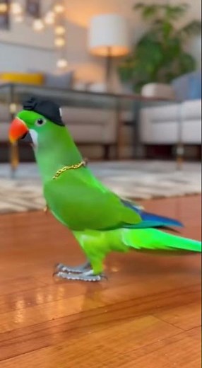 Dancing Parrot Goes Viral Perfect Beat Timing | The Perch Of Peace