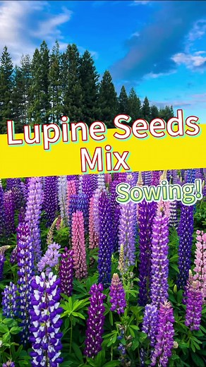 Lupine Seeds Planting Guide: Tips for Growing Beautiful Flowers