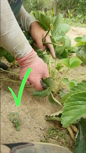 The Right Strawberry Plant Pruning Techniques #farmingtech