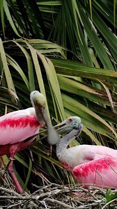 17K views · 130 reactions | Roseate Spoonbill courtship bill snuggles...