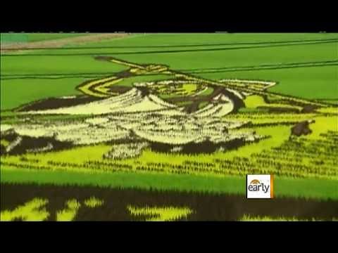 Rice Paddy Art