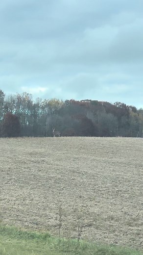 Deer Running in Front of Car: A Close Call
