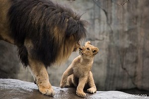 Lion Cubs Meet Their Father For the First Time