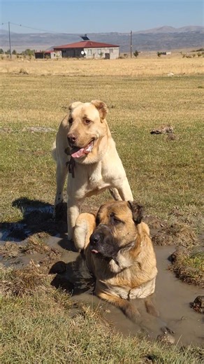 578K views · 4.2K reactions | The World's Best Dog Breed: Gureh Pehjdar Dünyanın en iy köpek ırkı | Fırat Alkan | Facebook