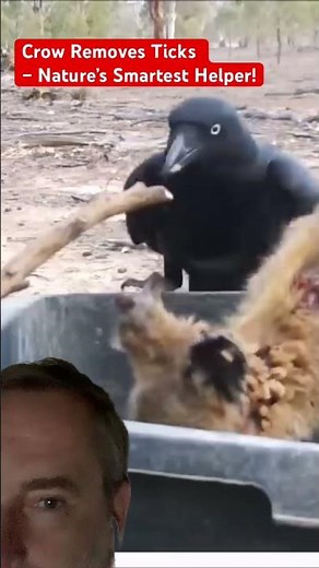 Crow Saves the Day: Watch Him Remove Ticks Off Wallaby! #wildlife #nature #ticks #corvids #wallabies