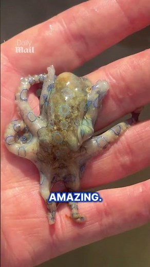 Man unknowingly holds world's deadliest octopus