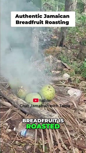 Authentic Breadfruit Roasting Over Open Fire: The REAL Way! #shorts