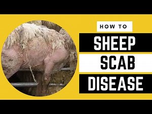 Sheep SCAB | Sheep Itching | Parasite Control in Sheep | AFRICA FARMING (SHEEP FARMING ep 9)