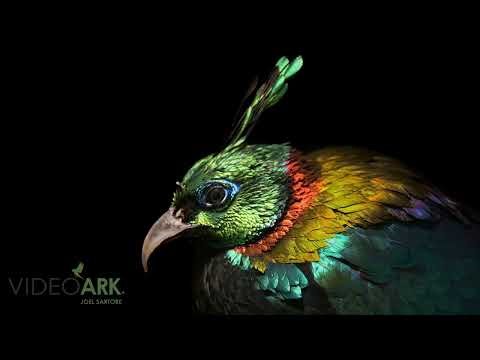 A male Himalayan monal (Lophophorus impejanus) at Pheasant Heaven in Clinton, North Carolina.