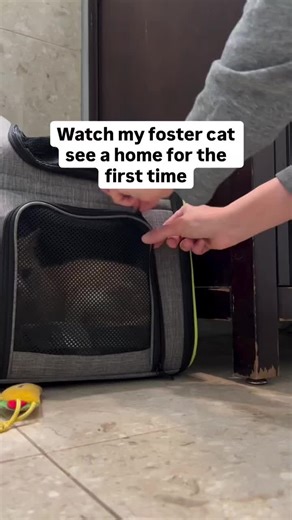Heartwarming Cat's First Day at Home
