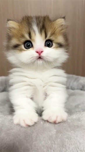 Blushing shyly at the camera lens ！#cat #catvideos #pets #kitten