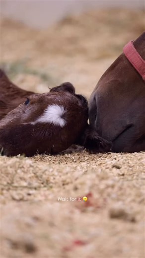 We hope this makes you smile today 🤍 Royal Vista’s first foal of 2026! A filly by Apollitical Jess out of Really Kool Corona owned by Paul Tonderum. | Royal Vista Ranch, LLC