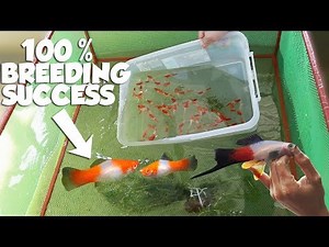 HOW TO BREED FRESH WATER KOHAKU SWORDTAIL FISH!