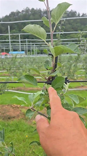 🌱 The Secret to Successful Multi-Axial Cultivation! Here’s How to Manage Axes and Pinching