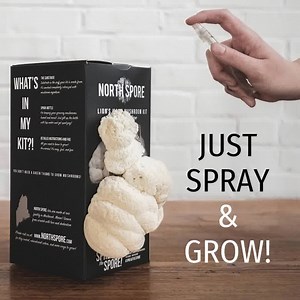 264 reactions · 16 shares | Grow your own delicious mushrooms in just two weeks with our easy Spray & Grow kits.  Kitchen-counter and beginner friendly  Just open, slice, and spray!  Everything included Choose from our complete line of mushroom kits -- Lion's Mane, Blue Oyster, Golden Oyster, and Pink Oyster available. | North Spore | Facebook