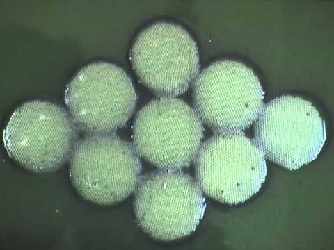 Bubble raft sintering model .m4v