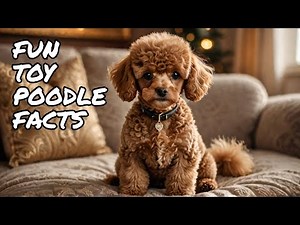 🐩The Toy Poodle: A Royal History & Fun Facts🐩