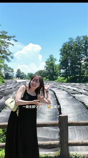 【長野・安曇野】わさびって水で育つの！？一面に広がる「大王わさび農場」が想像以上だった🌿