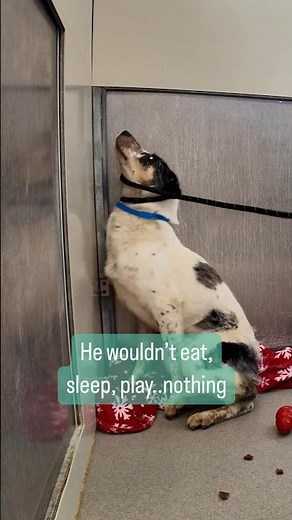 Watch the moment this shut down shelter dog leaves his corner 🥹 #dogs #doglover