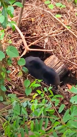 Beruang madu hanya di miliki asia Tenggara #bear #beruangmadu #wildlife #animals #hewanbuas | Jejak Pemangsa