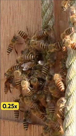 The Fatal Mistake of a Hornet, dead in Hot defensive bee ball