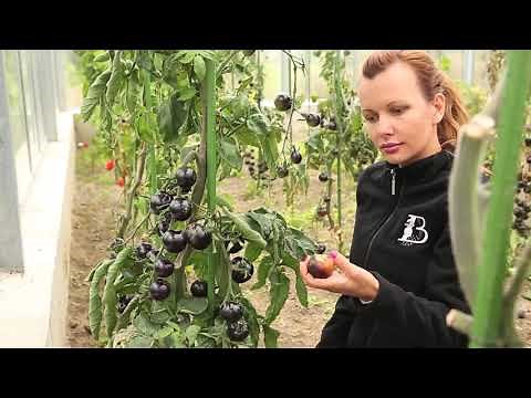 Présentation Graines Baumaux (Vosges)