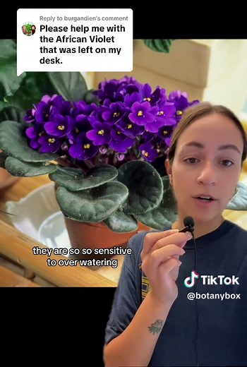 African Violet Care 101: Tips for Healthy Houseplants