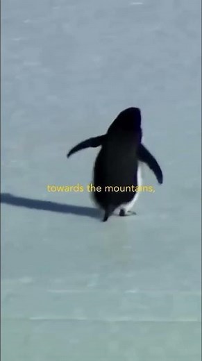 Nihilist Penguin - Original Documentary Scene