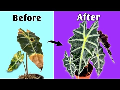 3 MISTAKES Killing Your Alocasia Plants! - Alocasia Plant Care Tips Indoor