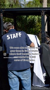 Honored to work with South Florida Wildlife Center & Bergeron Everglades Foundation 🦊 | Alligator Ron Bergeron