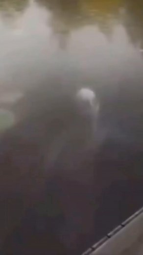 Mysteries Unexplained on Instagram: "This is terrifying 😱 does anyone know anything more about this video? Is this footage of an alien? What do you think? . Follow @mysteries.unexplained . #ufo #ufology #alien #alienigenasdopassado #alienabduction #alienlife"