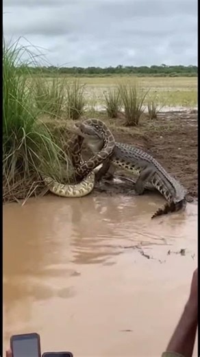 Nile Crocodile vs African Rock Python | Raw Predator Clash