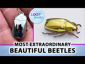 Most Beautiful Beetles