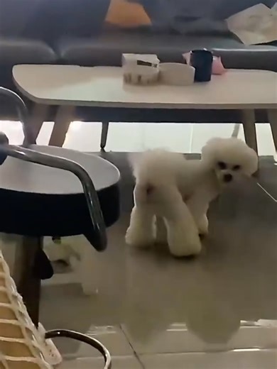 Dramatic Dogs: Heartwarming and Hilarious Moments