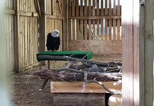 169K views · 10K reactions | And we’re back with a Murphy/Eaglet...