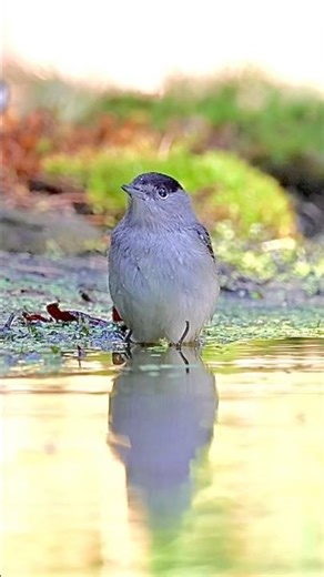 Wildlife bord photography canon Eos R7 & RF 100-500m #shorts #viral #birds #nature