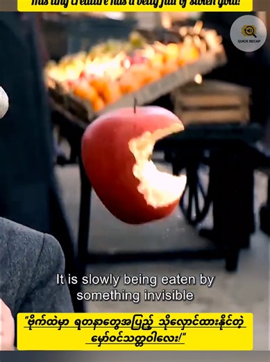 Magical Suitcase Chaos: Gold-Hunting Creature Unleashed